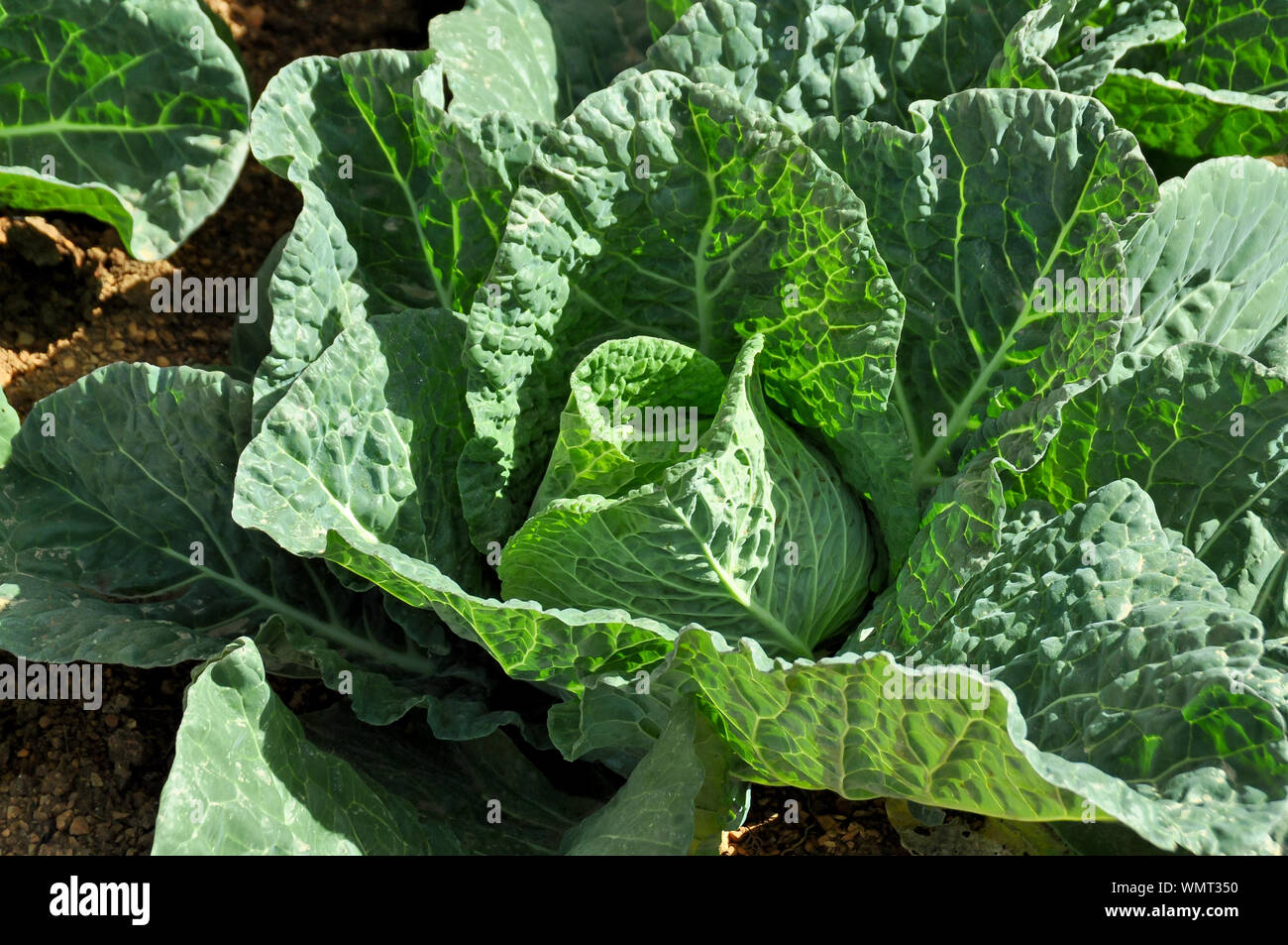 Close-up de verduras Foto de stock