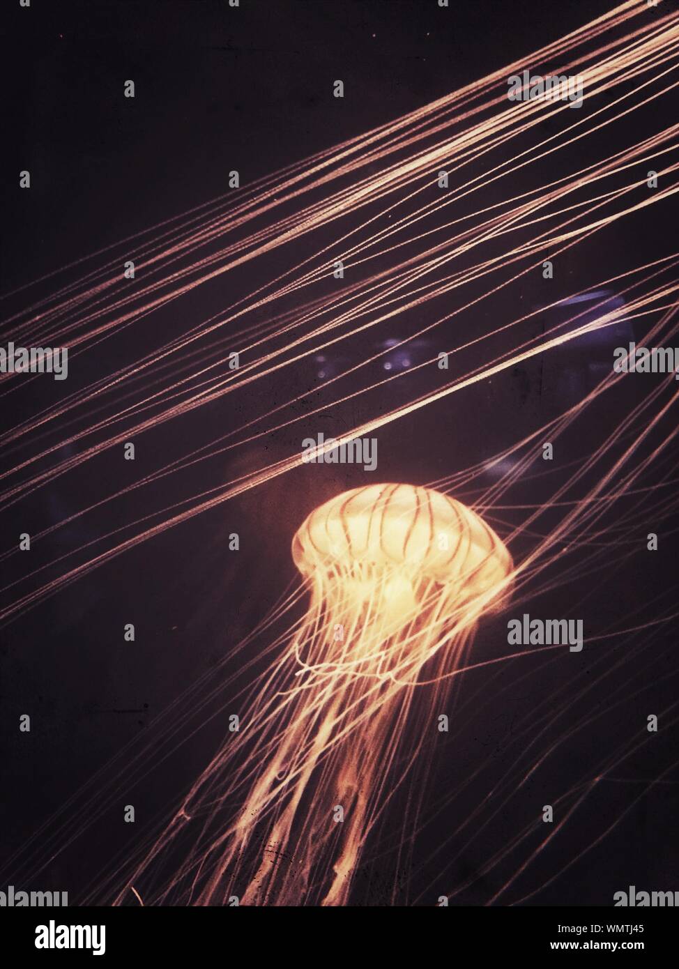 Close-up de las medusas contra el cielo iluminado por la noche Fotografía  de stock - Alamy