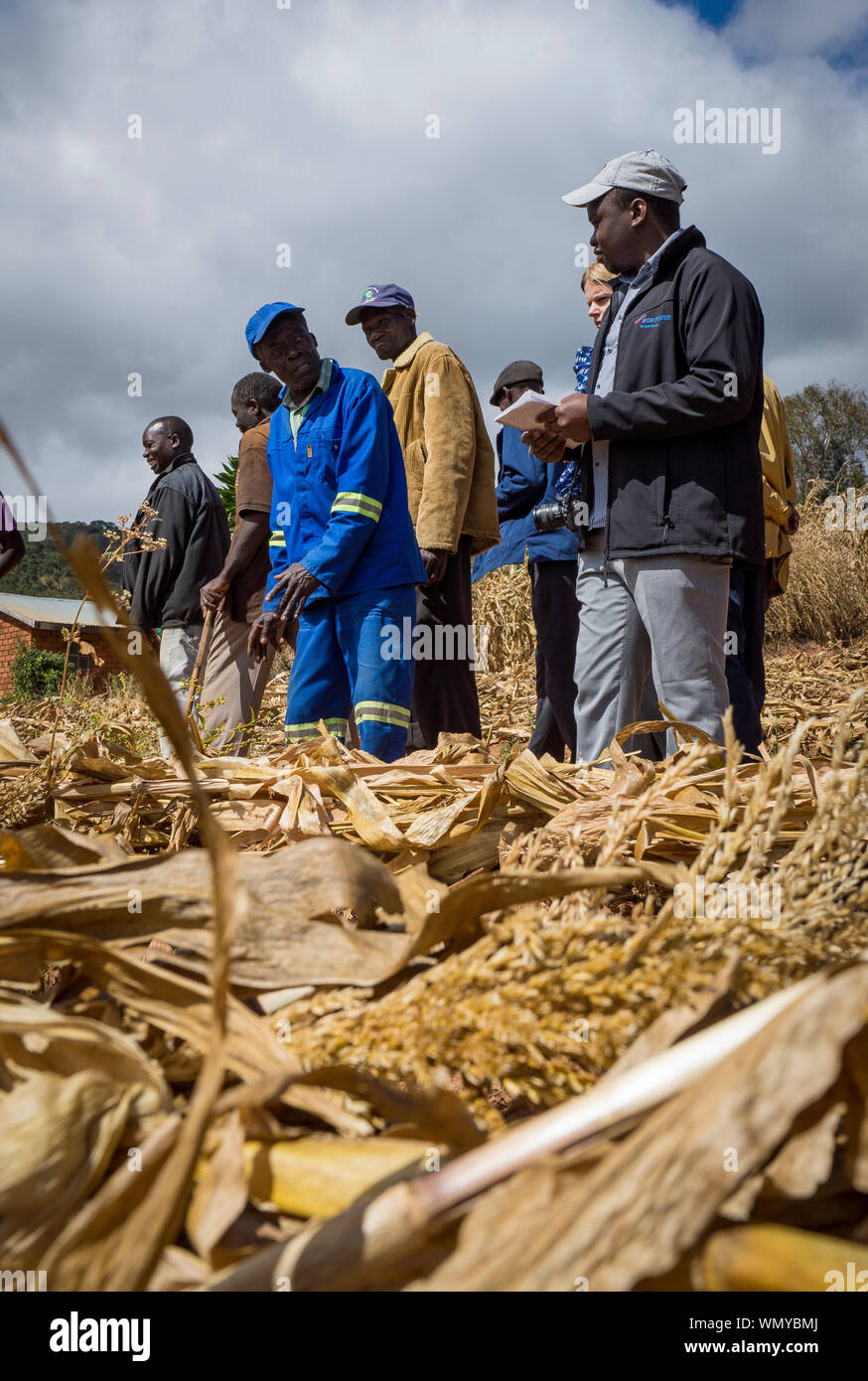 Los agricultores en el distrito de Mzimba, Malawi, mostrando sus campos para los visitantes. Foto de stock