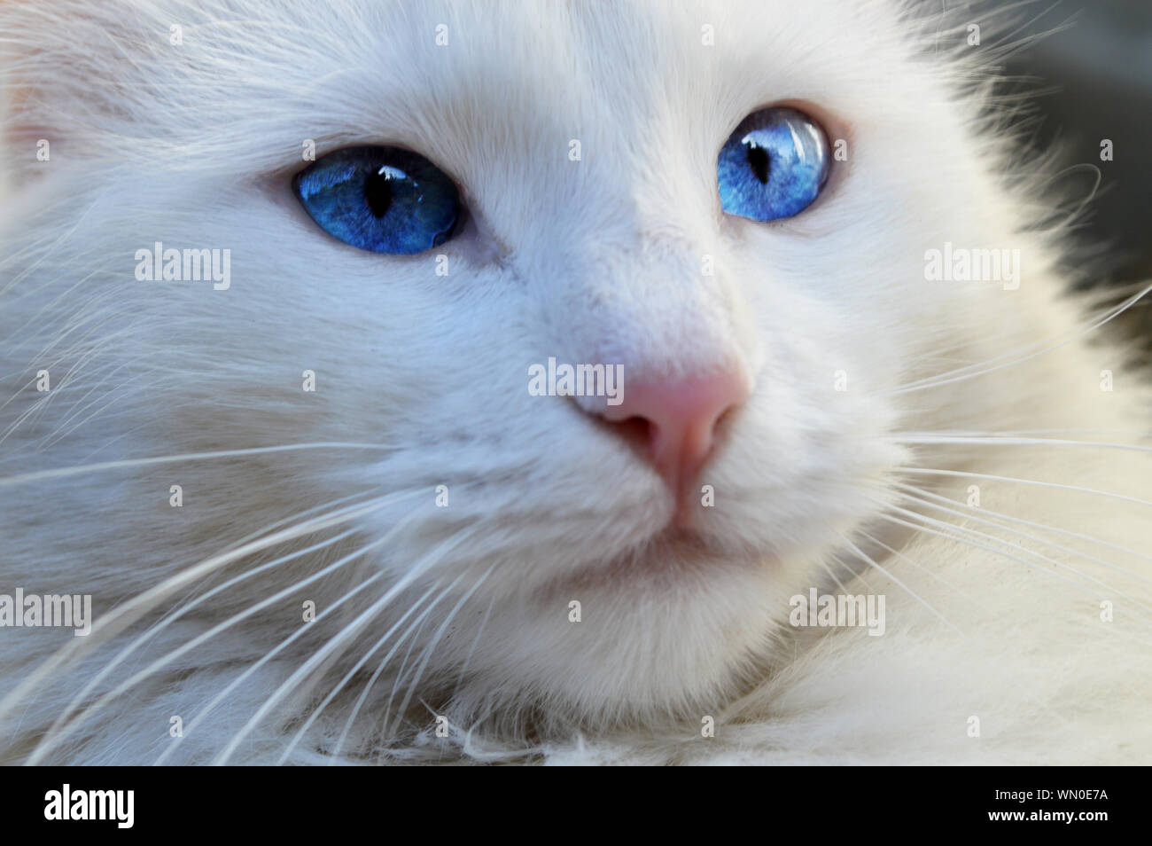 Gato blanco con ojos azules fotografías e imágenes de alta resolución -  Alamy