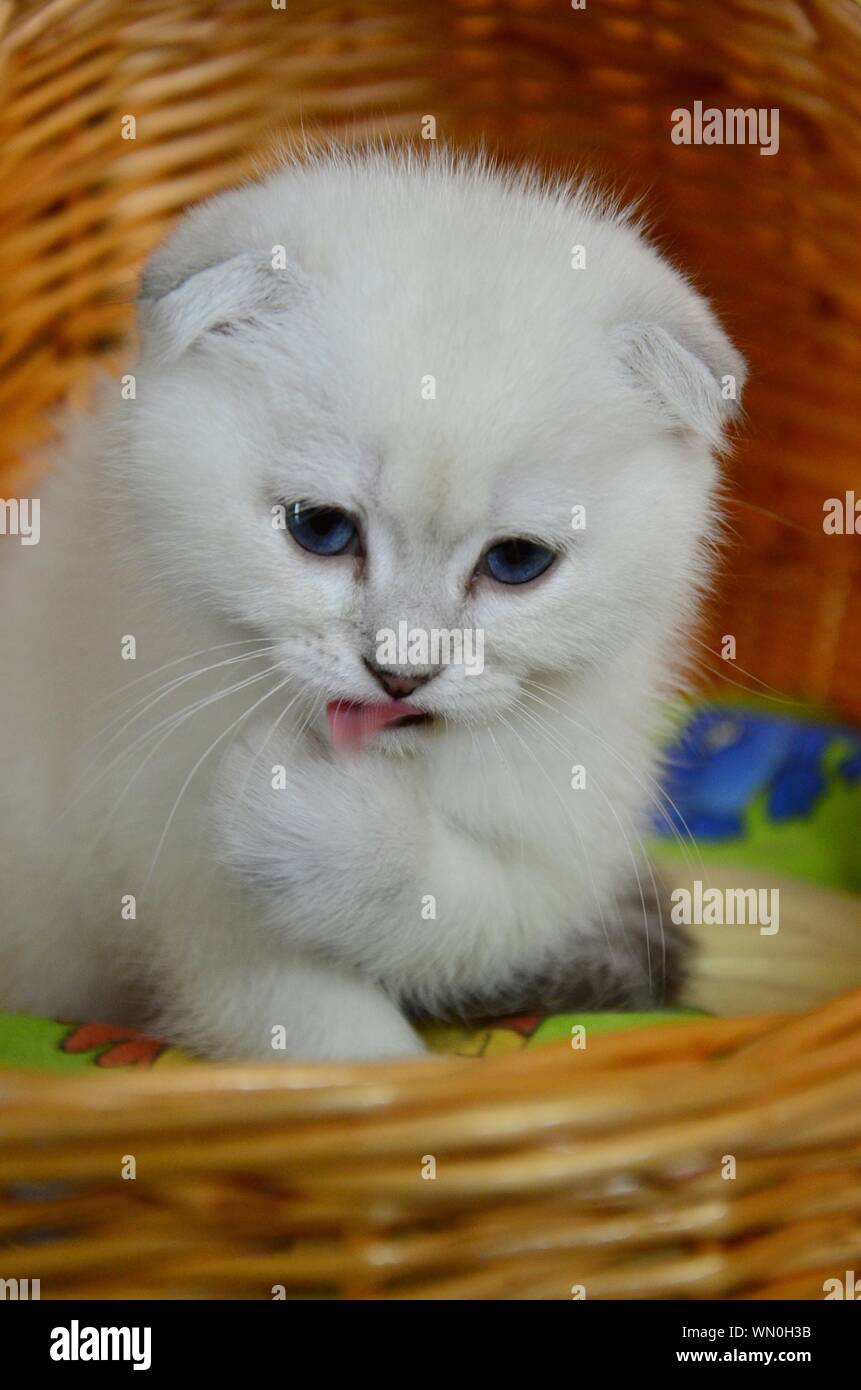 Close-up de Gatito Blanco relajante en cesta de mimbre en casa Foto de stock