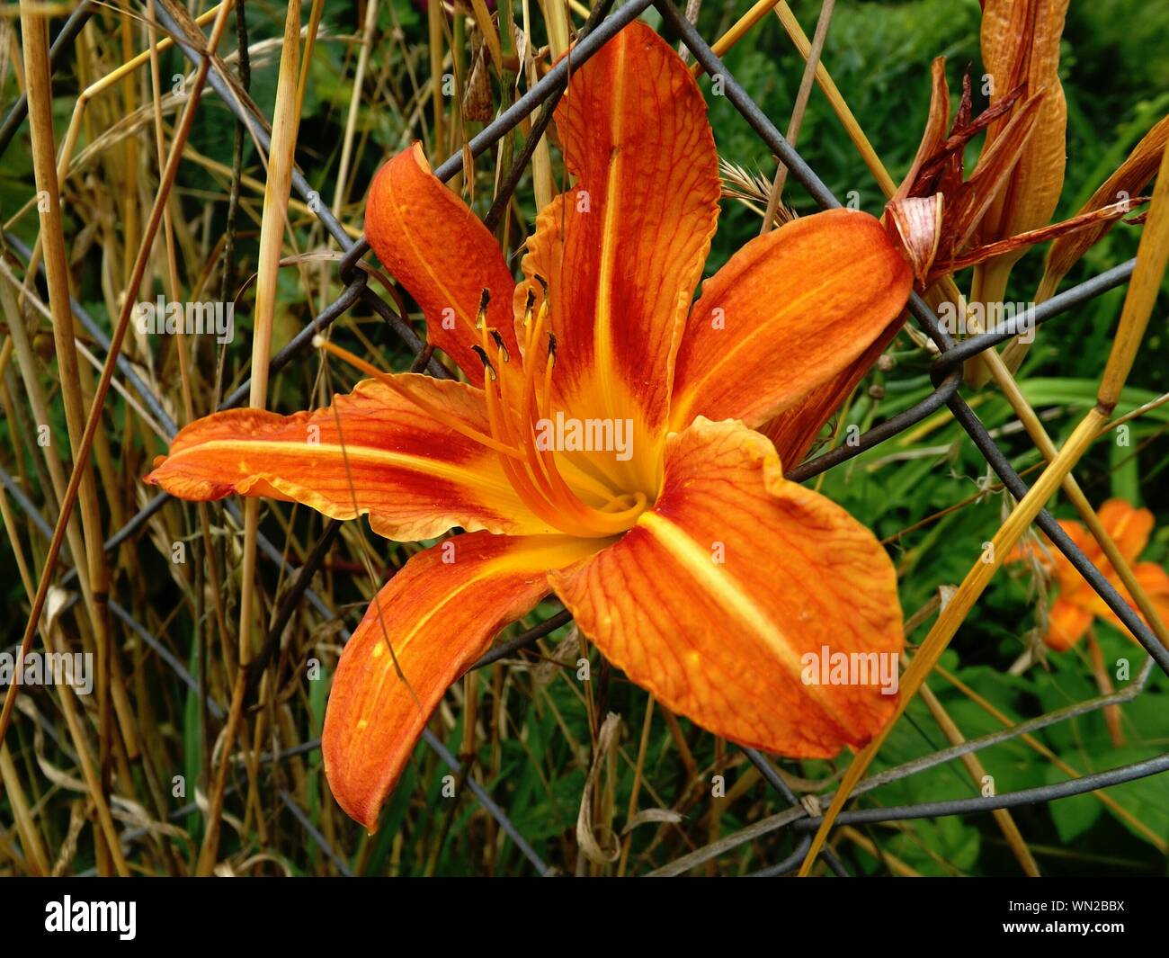 Close-up de naranjas frescas flores de iris con valla Chainlink Foto de stock