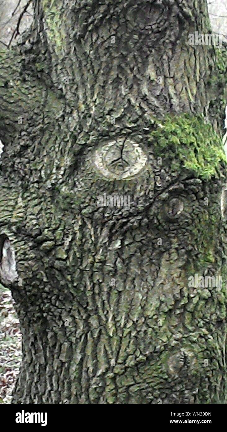 Close-up de tronco de árbol Foto de stock
