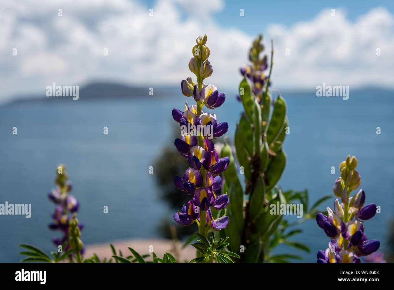 En flor del Lago Titicaca Isla del Sol Foto de stock