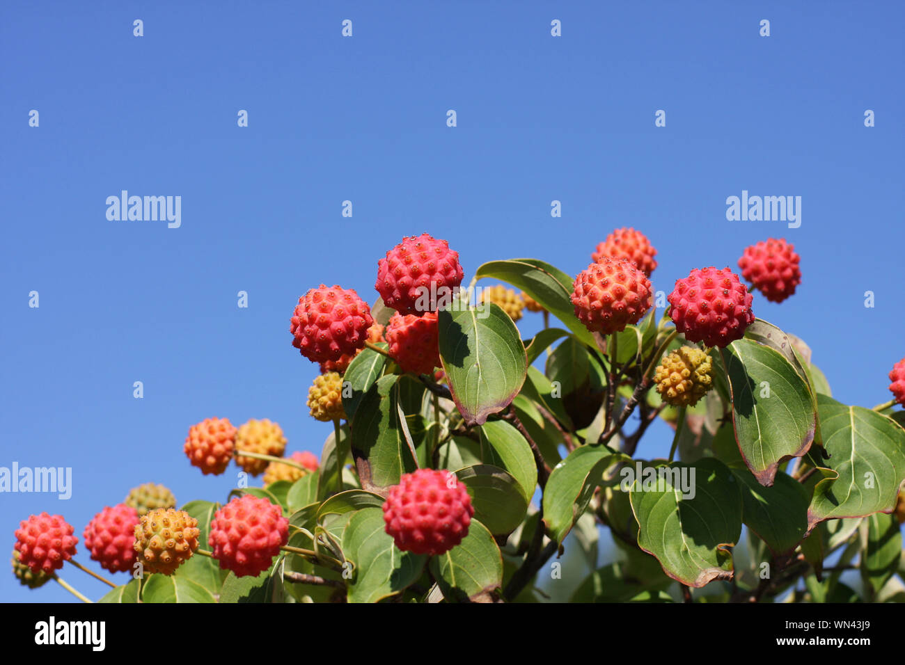 Muchos colores rojo y naranja cornus kousa, bayas en un árbol dogwood verde en el otoño de sol y cielo azul Foto de stock