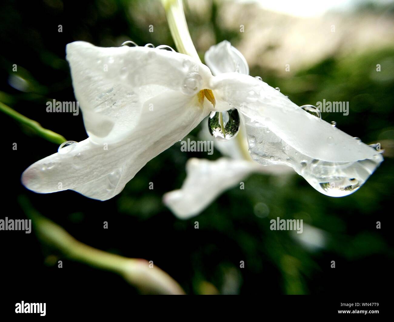 Close-up de Wet White Flower Foto de stock