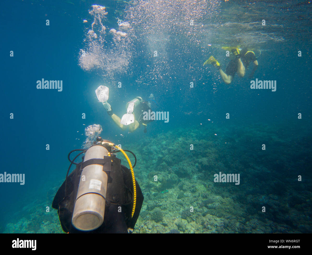 Buceo en el Mar Rojo. Foto de stock