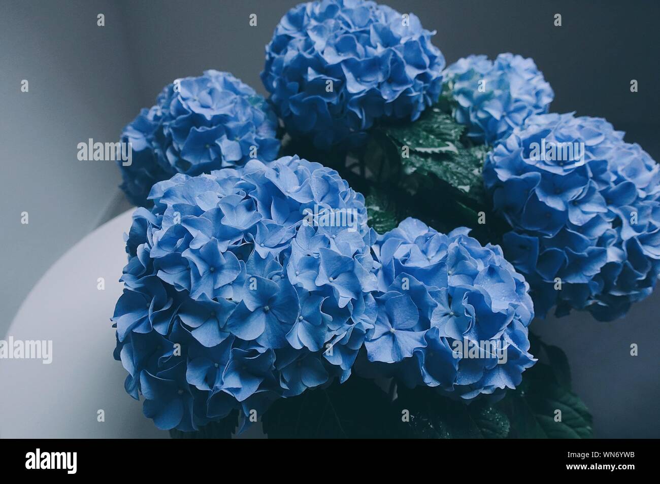 Hortensias azules fotografías e imágenes de alta resolución - Alamy