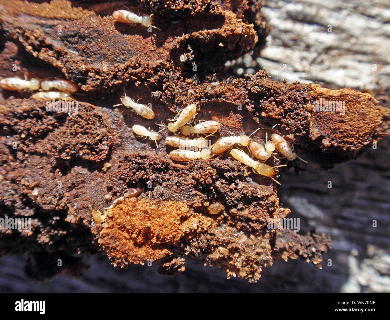 Close-up de termitas en roca Foto de stock
