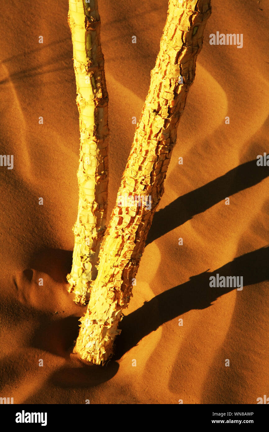Un alto ángulo de vista de planta de tallo en la arena en el desierto de Sahara Foto de stock
