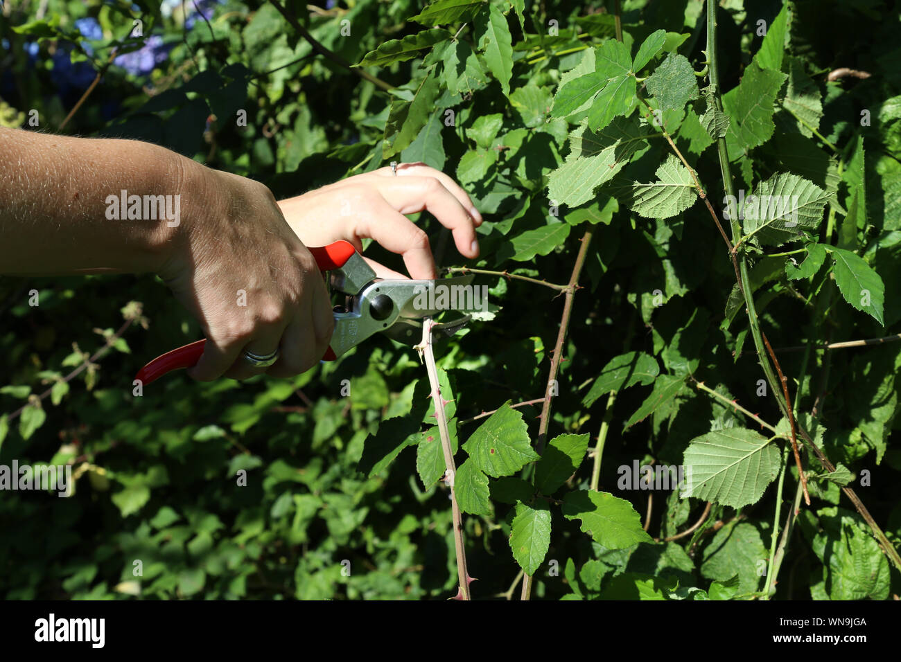 Когда подрезать побеги малины. Обрезка ремонтантной малины осенью схема. Ремонтантная малина побеги. Весенняя обрезка малины ремонтантной. Прополка малины.