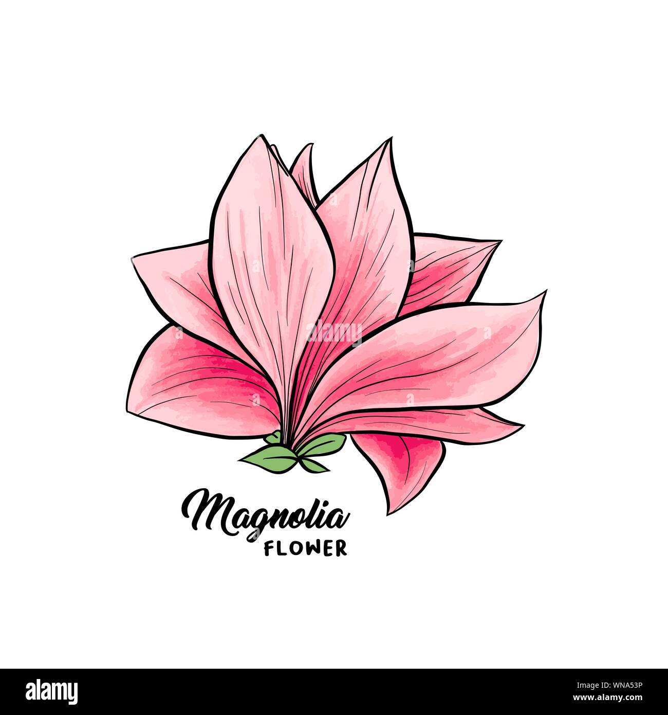 Flor Magnolia en flor, bonita decoración y diseño de interiores, aislado ilustración vectorial. Rosa floral dibujo. Spring blossom clipart realistas. El Wildflower textura lápiz Imagen Vector de stock - Alamy Flor Magnolia en flor, bonita decoración y diseño de interiores, aislado ilustración vectorial. Rosa floral dibujo. Spring blossom clipart realistas. El Wildflower textura lápiz Imagen Vector de stock - Alamy