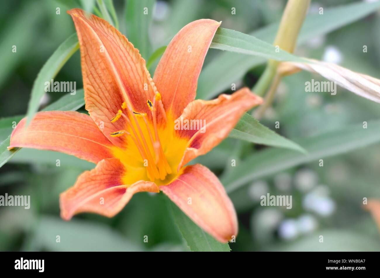 Lirio naranja flores con tallos verdes crecen en una casa de jardín. El  lilium bulbiferum es una herbácea lily europeo con bulbos subterráneos  Fotografía de stock - Alamy