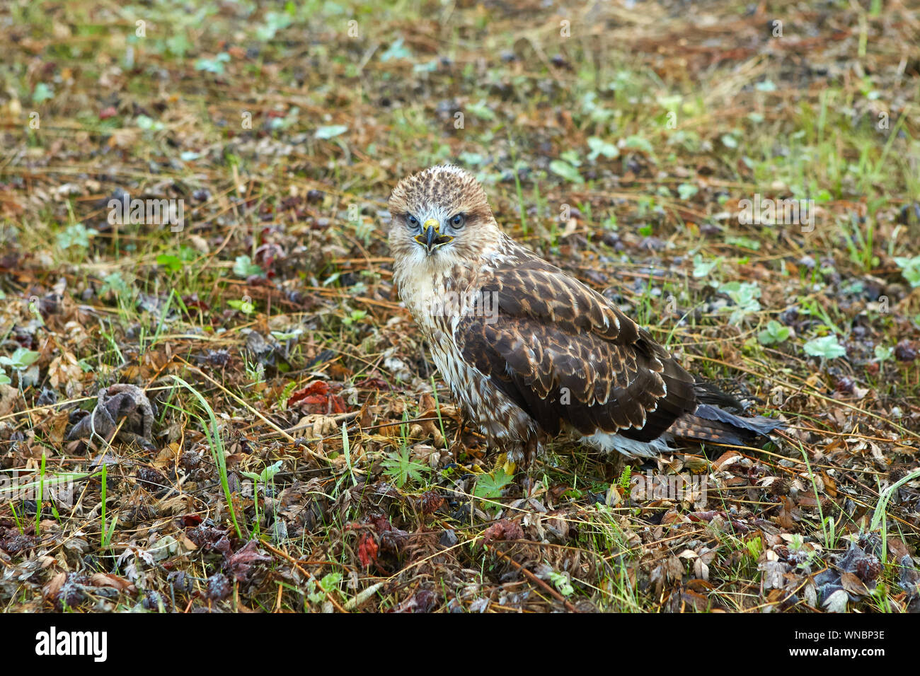 Close-up retrato de un ave de rapiña, recostándose en su hábitat natural, camuflaje coloración protectora de las aves se confunde con el fondo y hace t Foto de stock