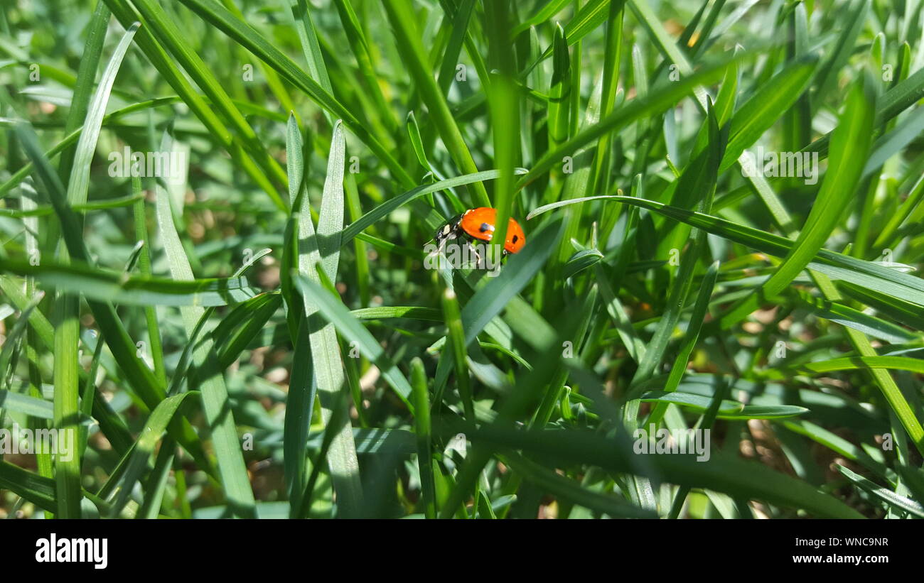 Close-up de Mariquita sobre hierba Foto de stock