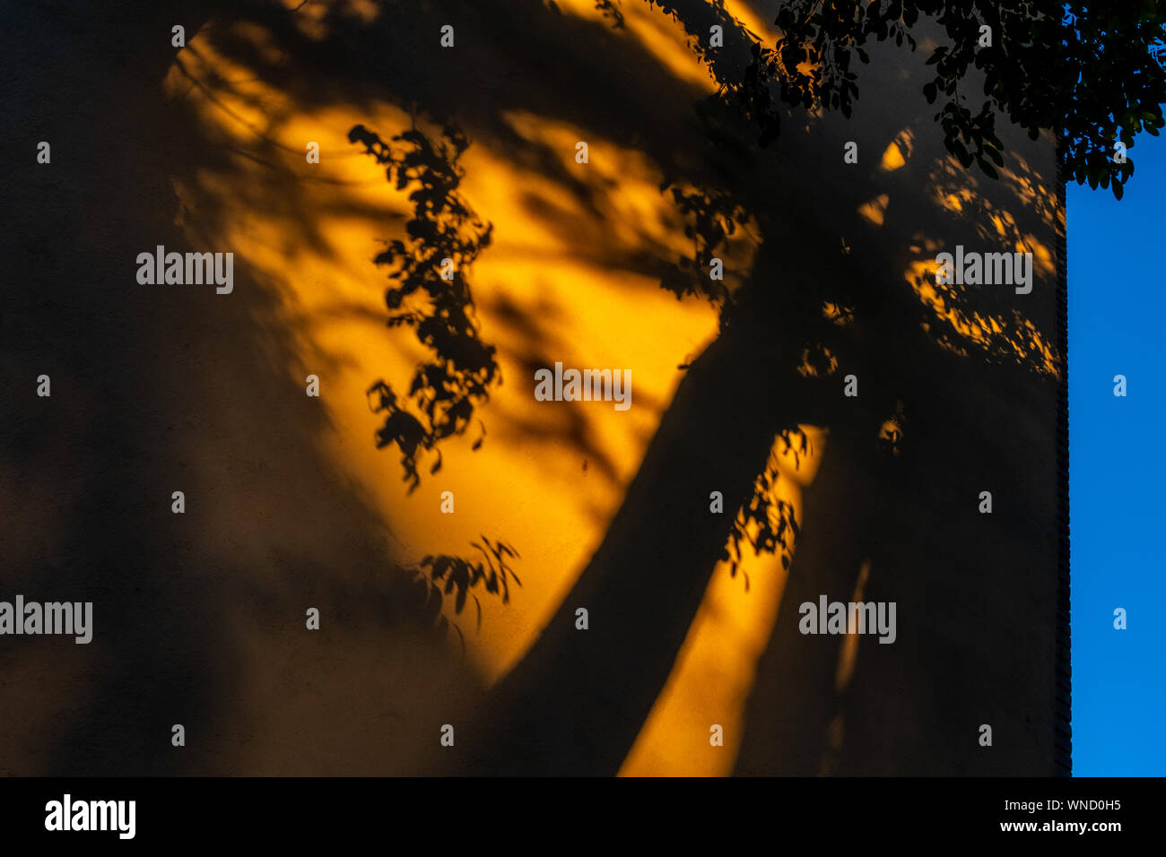 Follaje proyecte sombras sobre pared amarilla vacías con vislumbres del cielo azul de la derecha. Tomada en una soleada tarde en Fontenay-sous-Bois, Francia Foto de stock