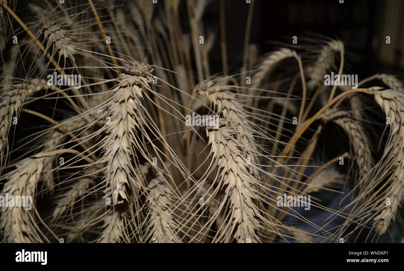 Cerca de los cultivos de trigo Foto de stock