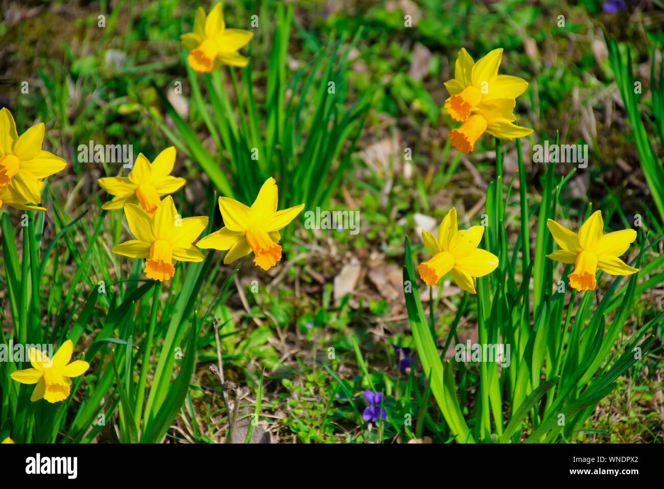 Narciso flores de crecimiento silvestre - Little Gem Foto de stock