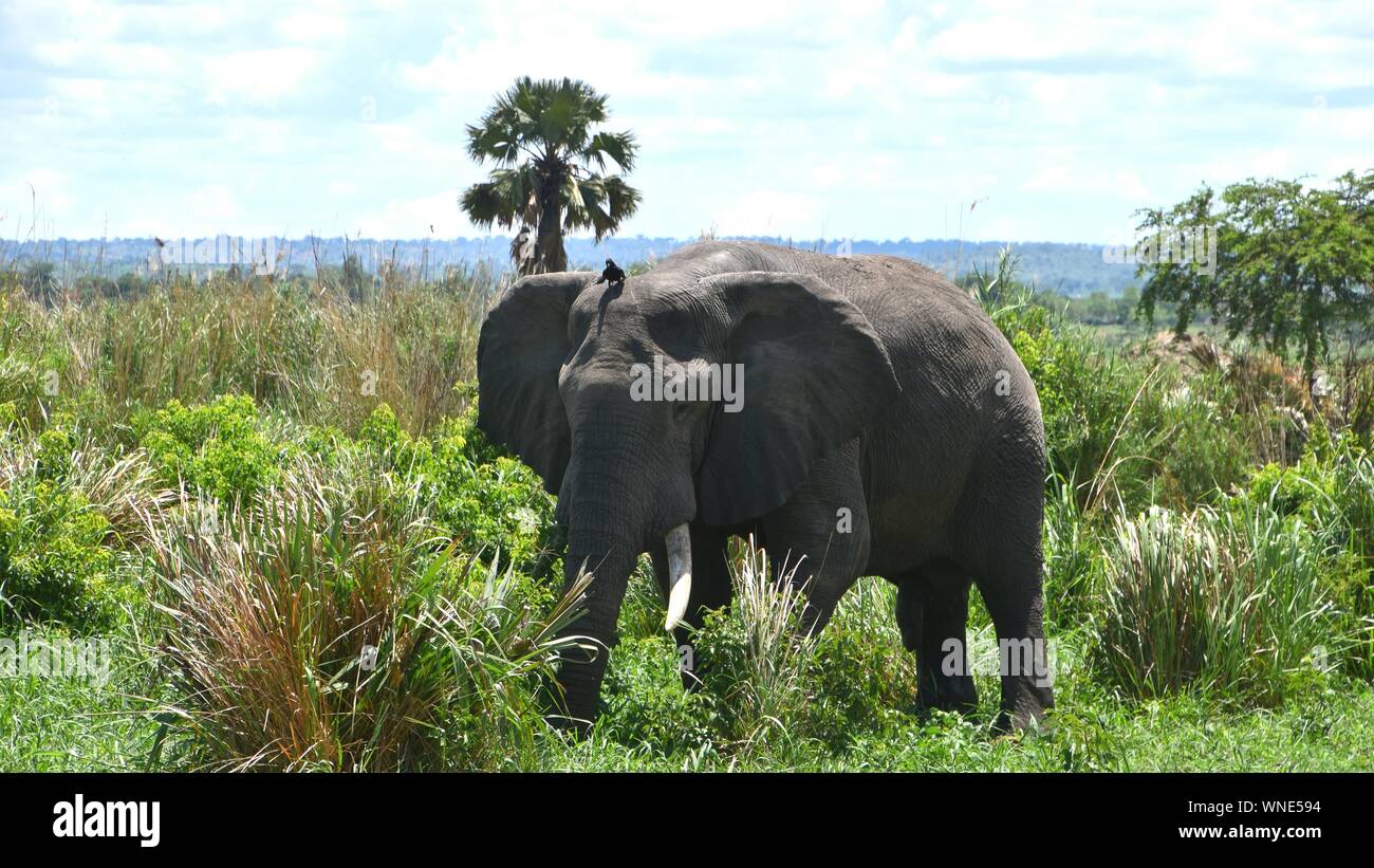 Caminando en el campo de hierba de elefantes en el Parque Nacional de Murchison Falls Foto de stock