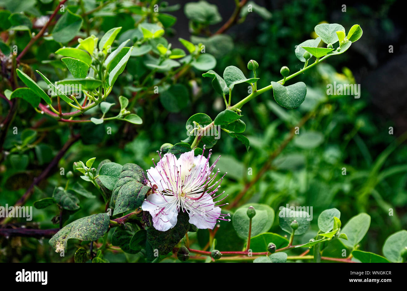 Caper rama plantas, flores, yemas creciente, planta, alimentos, condimentos,  la naturaleza, las Islas Eolias; Europa; Isola Salina; Italia; primavera;  horizontal Fotografía de stock - Alamy