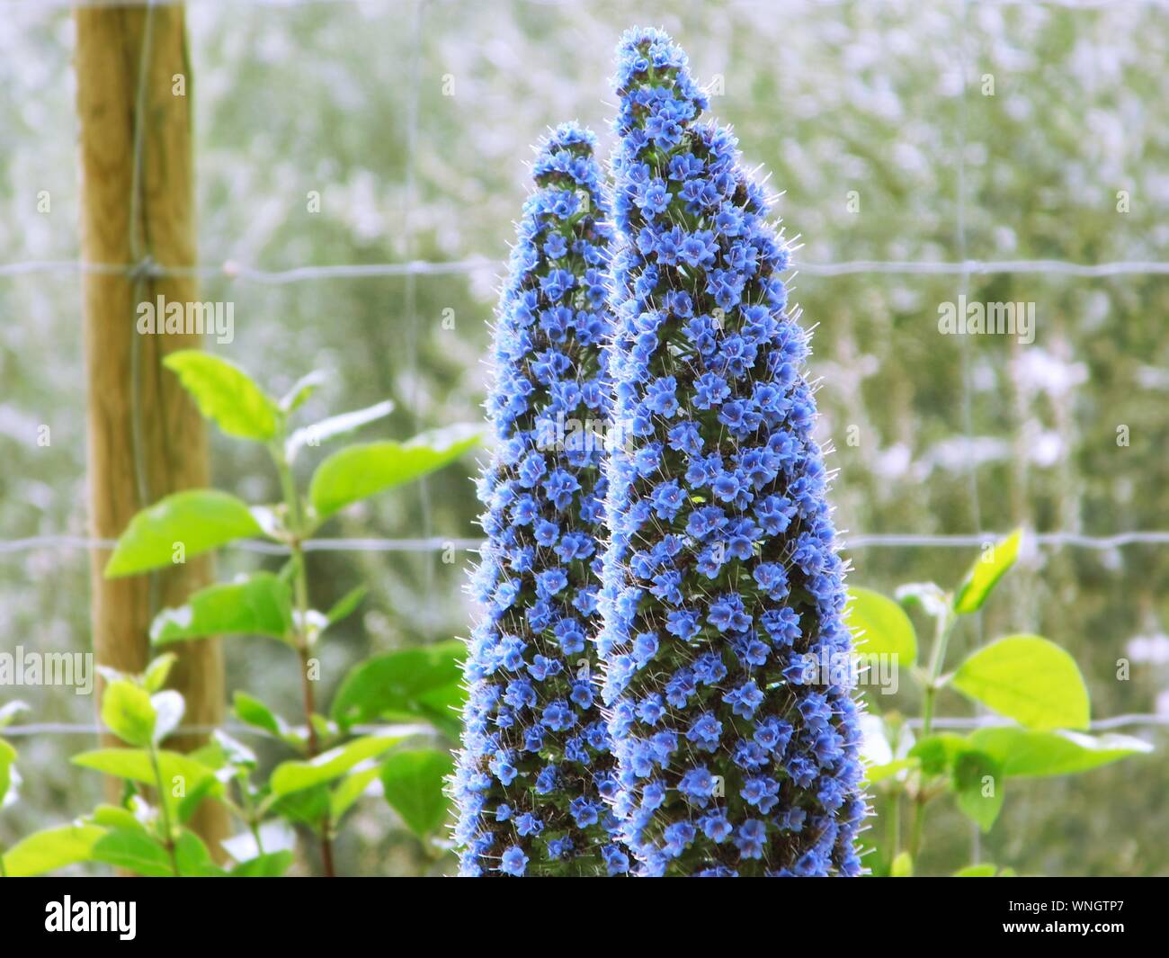 Floración azul planta decorativa en un jardín. Foto de stock