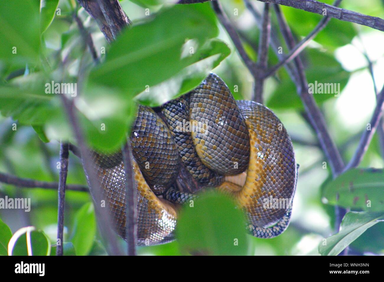 Serpiente enrollada en el árbol fotografías e imágenes de alta resolución -  Alamy