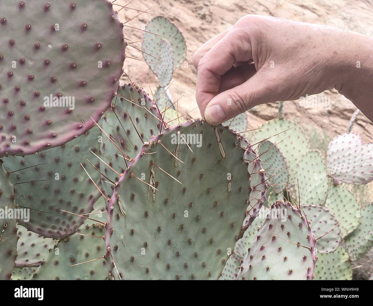 Hand Touching Cactus Fotos E Imagenes De Stock Alamy