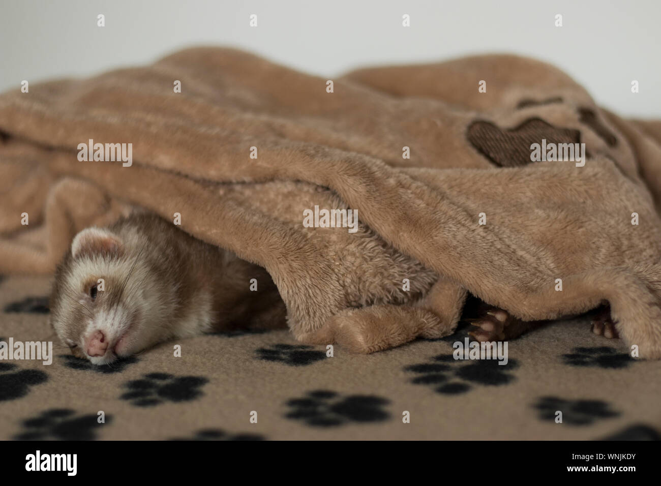 Ferret sleeping fotografías e imágenes de alta resolución - Alamy