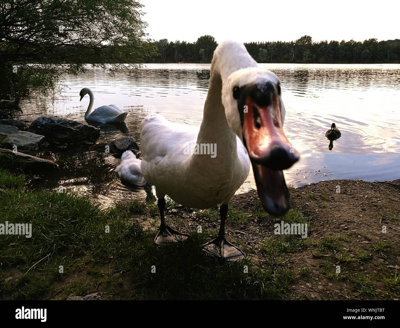 Rechinado Swan en la cámara Foto de stock