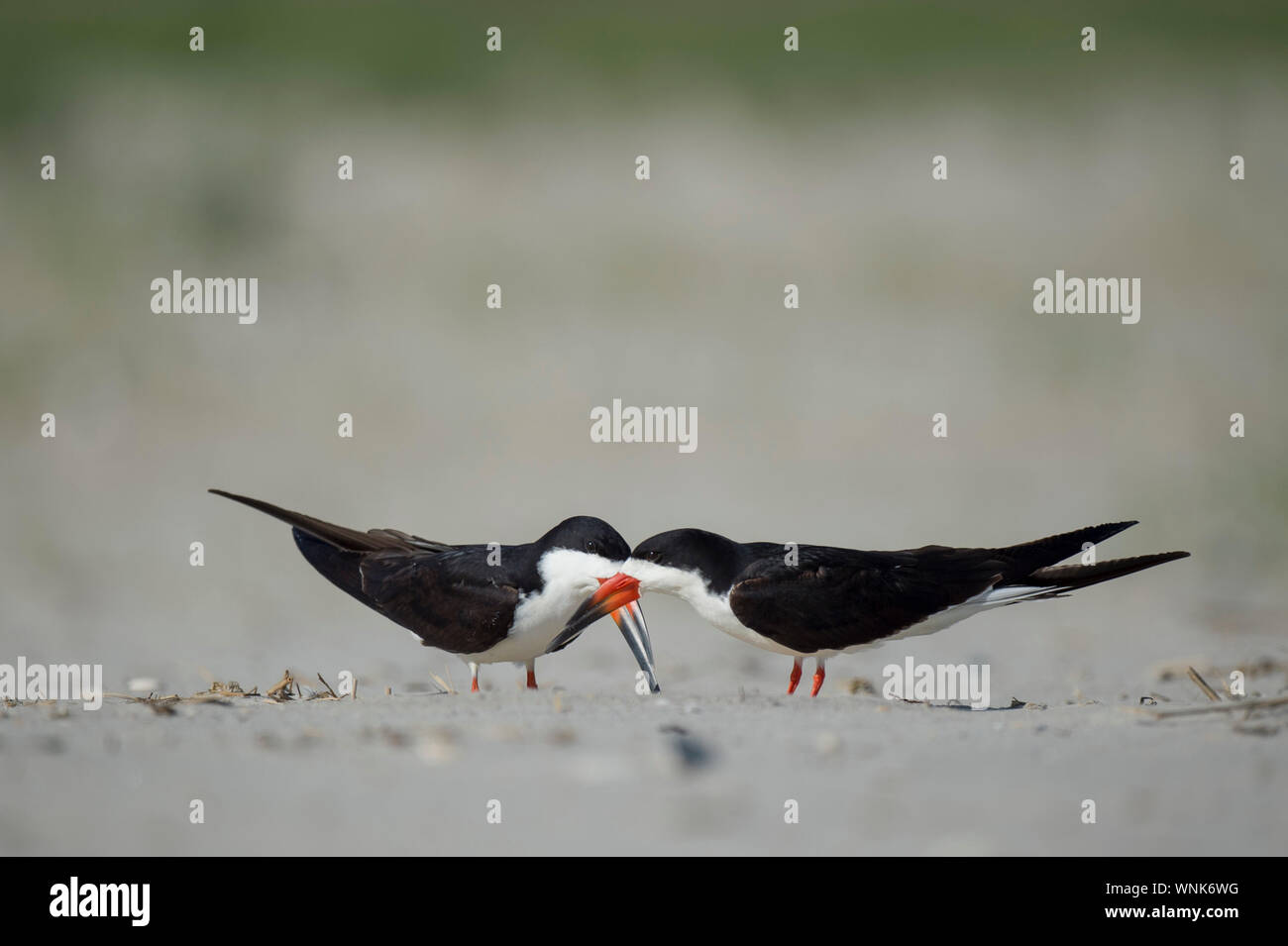 Un negro Skimmer par hacer el cortejo comportamientos en una playa de arena. Foto de stock