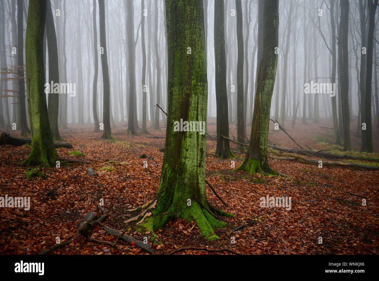 Alemania, Ruegen, bosque de hayas / Rügen, Parque Nacional Jasmund, intakter Wald, Laubwald mit Buchen Foto de stock