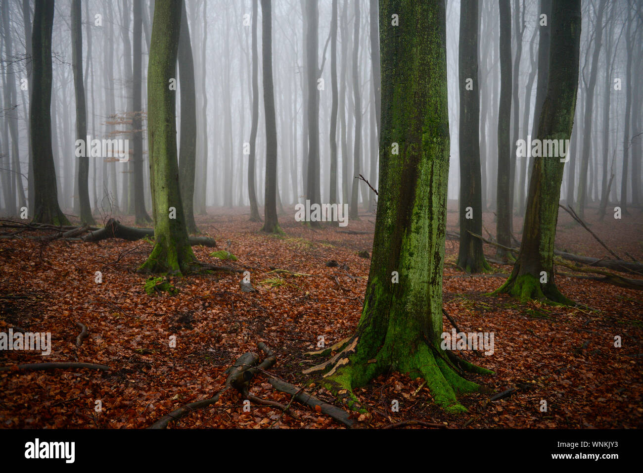 Alemania, Ruegen, bosque de hayas / Rügen, Parque Nacional Jasmund, intakter Wald, Laubwald mit Buchen Foto de stock