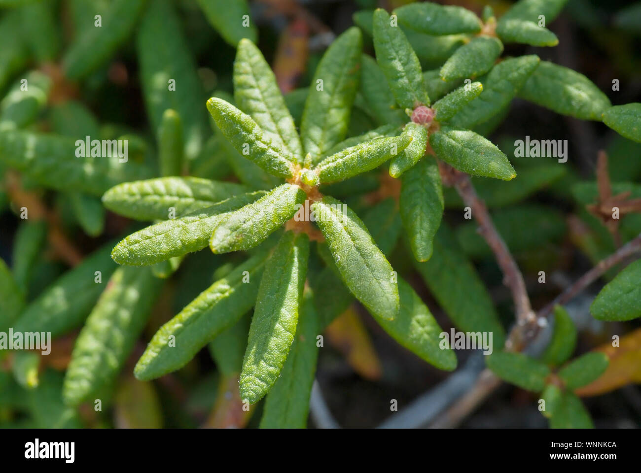 La tundra alpina sistema Labrador TeaLedum groenlandicum en el monte