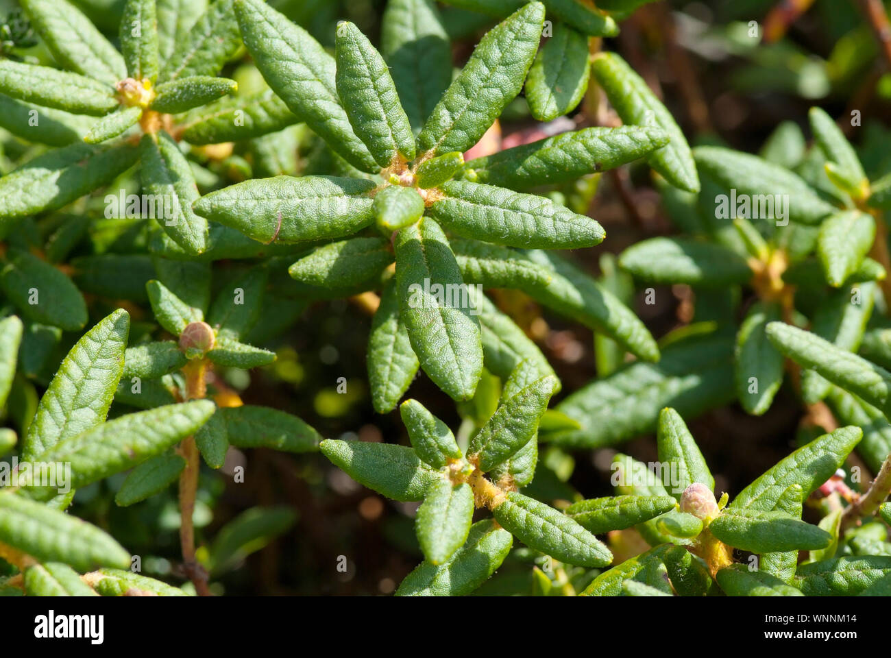 La tundra alpina sistema Labrador TeaLedum groenlandicum en el monte