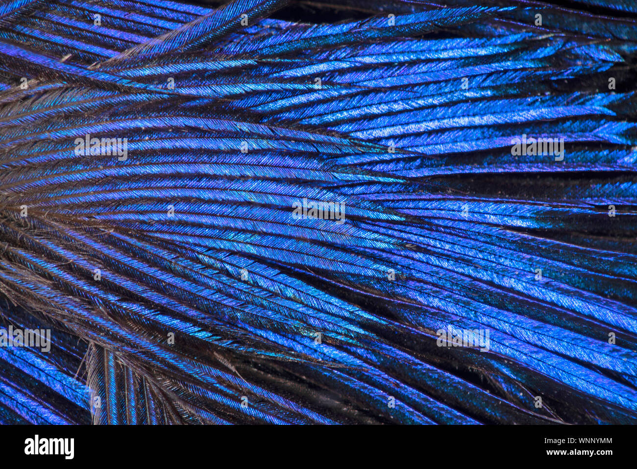 Detalle de plumas de aves mostrando iridiscencia azul (también conocido como goniochromism) Foto de stock
