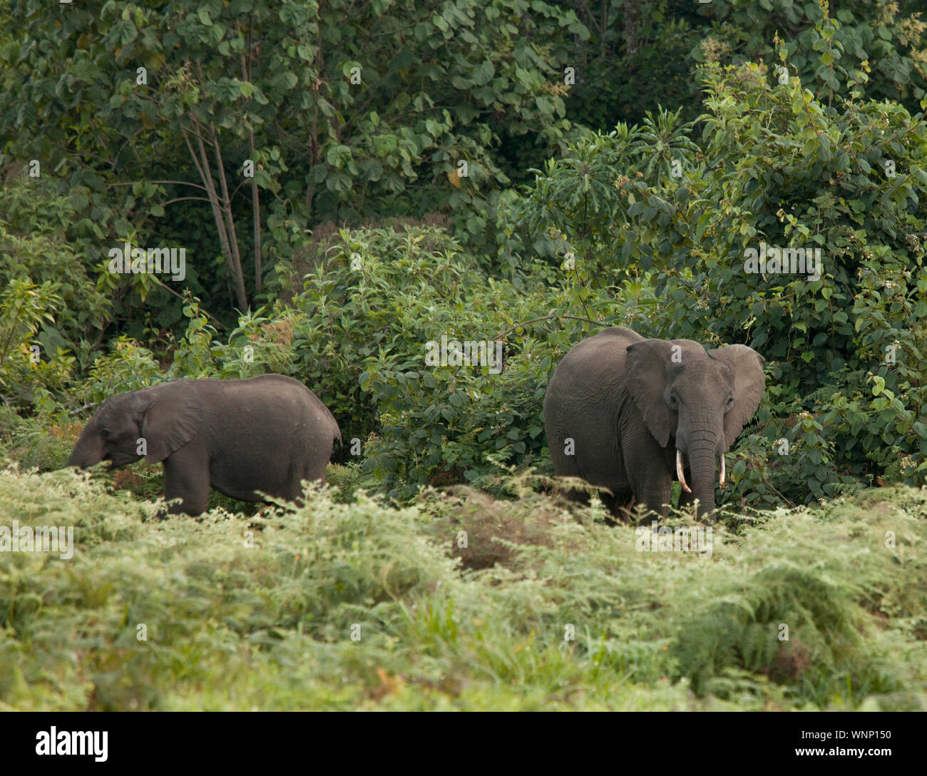 La madre y el ternero elefantes salvajes pastando en el bosque lluvioso en el monte Kenya. Foto de stock