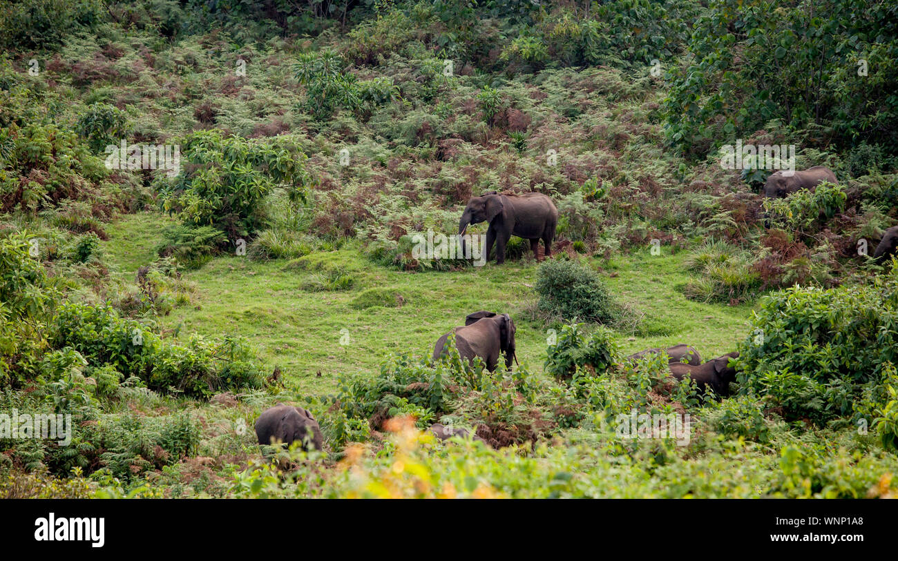 Manada de elefantes de bosque silvestres pastando en las laderas del Monte Kenya. Foto de stock