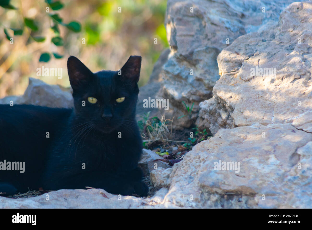 Gato negro en sierra helada de Benidorm , España Foto de stock