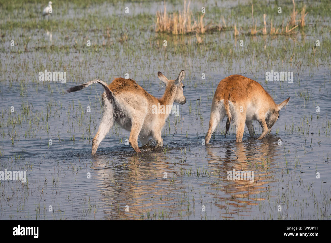 Dos antílopes Antelope lechwe rojos en el pantano, Moremi Game Reserve, el delta del Okavango, Botswana Foto de stock