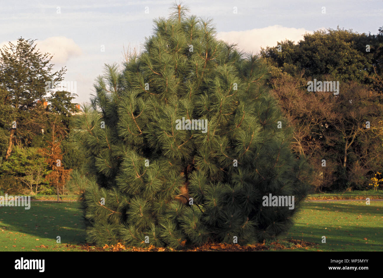 El pino de Coulter o pino de cono grande, Pinus coulteri, es nativo de las montañas costeras del sur de California y el norte de Baja California. Foto de stock