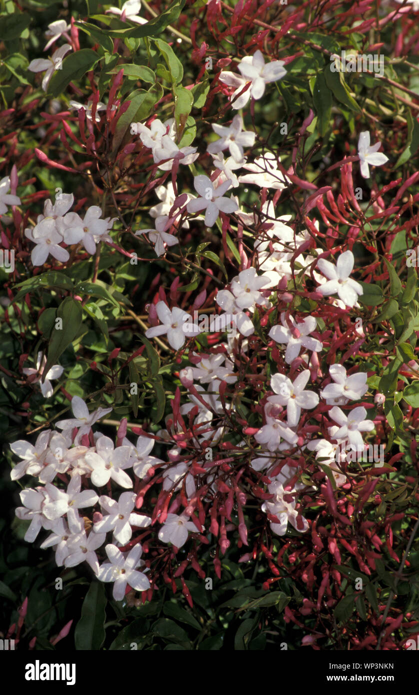 Pink jasmine fotografías e imágenes de alta resolución - Alamy