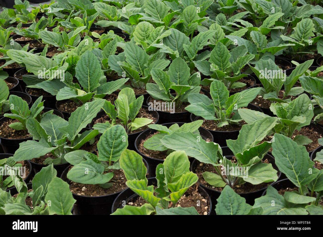 Filas de plantas de Gerbera (Gerbera) en contenedores dentro de invernadero, Quebec, Canadá Foto de stock