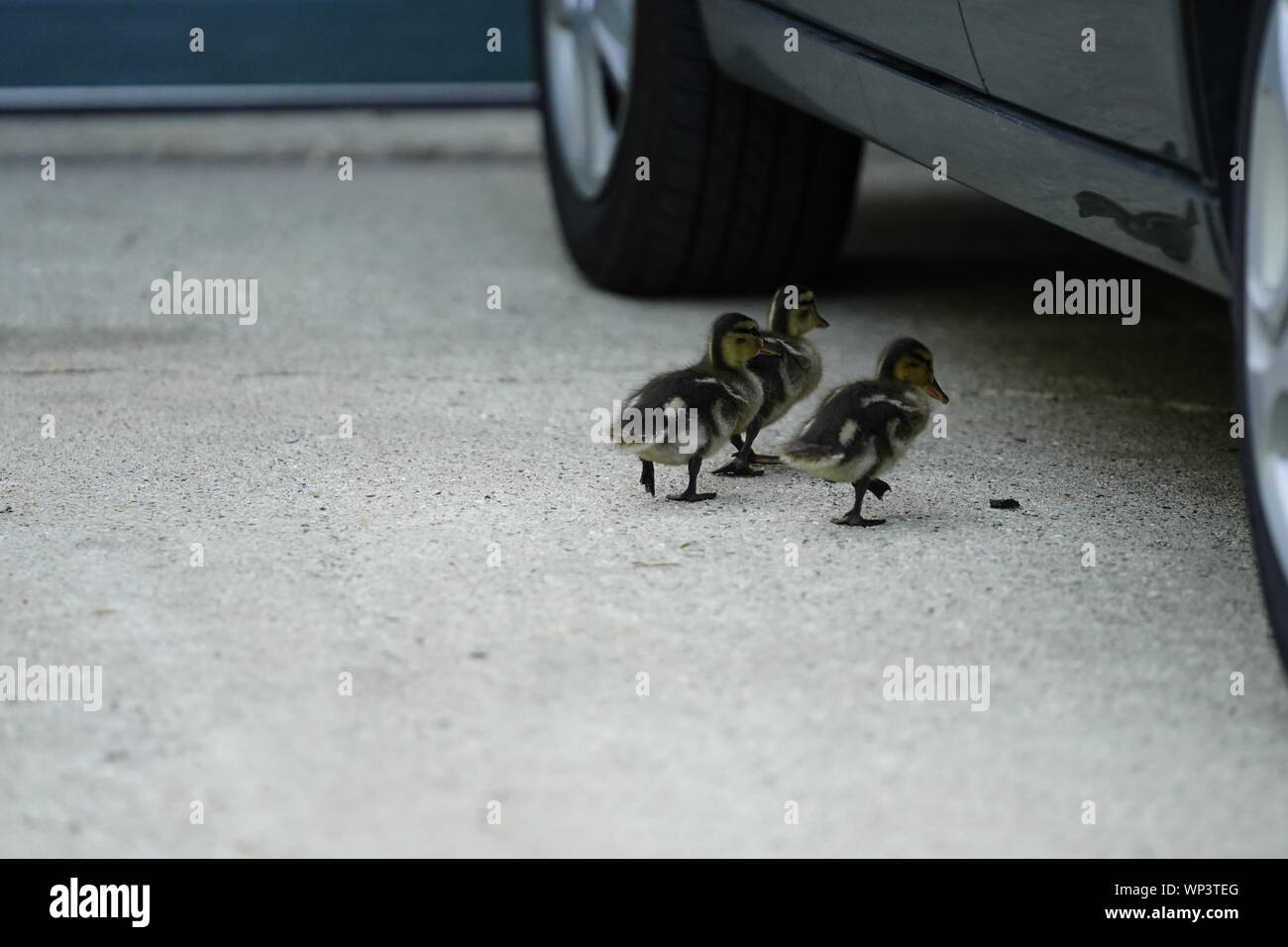 Bebe Poco Patos Reales Bond Juntos Para Encontrar Cobijo Fond Du Lac Wisconsin Fotografia De Stock Alamy Bebe Poco Patos Reales Bond Juntos Para Encontrar Cobijo Fond Du Lac Wisconsin Fotografia De Stock Alamy