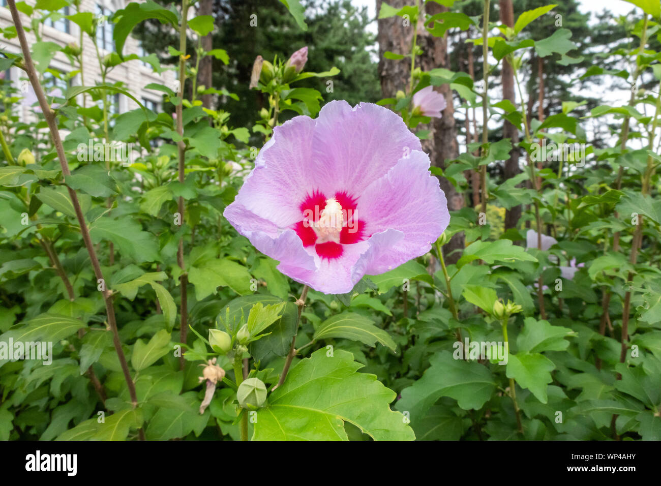 Primer plano de una rosa de Sarón flor, que es la flor nacional de Corea Fotografía de stock - Alamy Primer plano de una rosa de Sarón flor, que es la flor nacional de Corea Fotografía de stock - Alamy