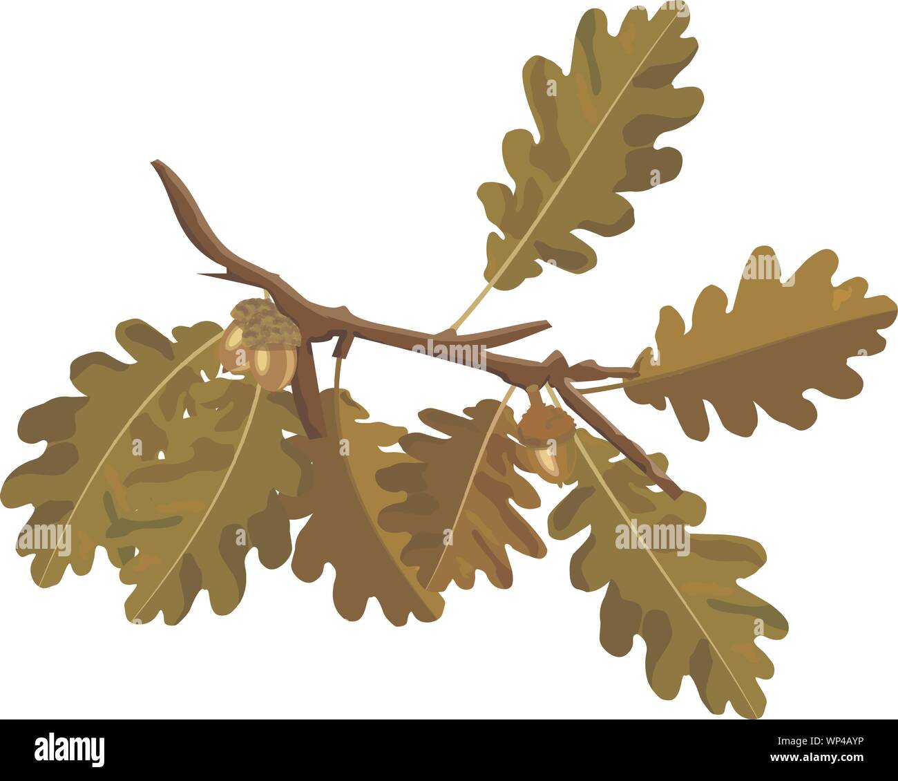 Rama del árbol de roble con acorn y colores de otoño hojas de roble imágenes vectoriales aislado en blanco. Naturaleza la decoración de color amarillo y marrón de rama de encina y acorn Ilustración del Vector