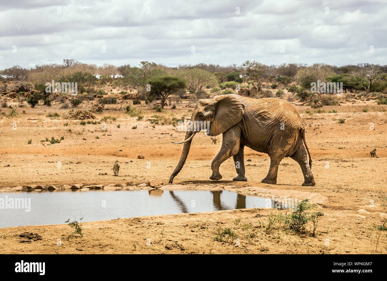 Primer plano de elefante africano en llanuras de sabana en el parque Tsavo Este, Kenia Foto de stock