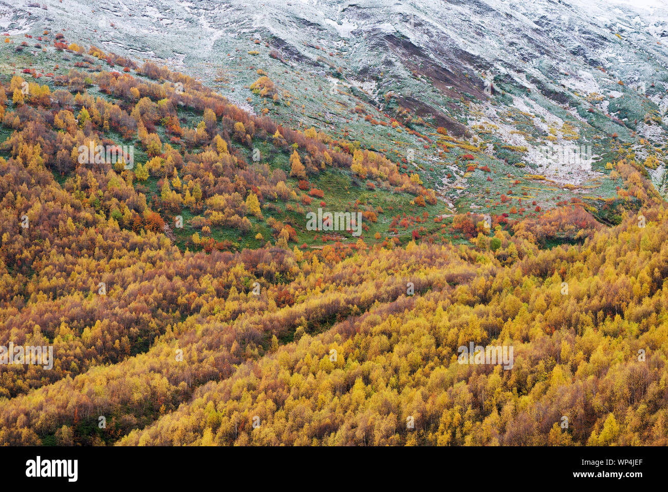 Hermoso bosque de abedules en las laderas de las montañas. Paisaje otoñal con árboles amarillo Foto de stock