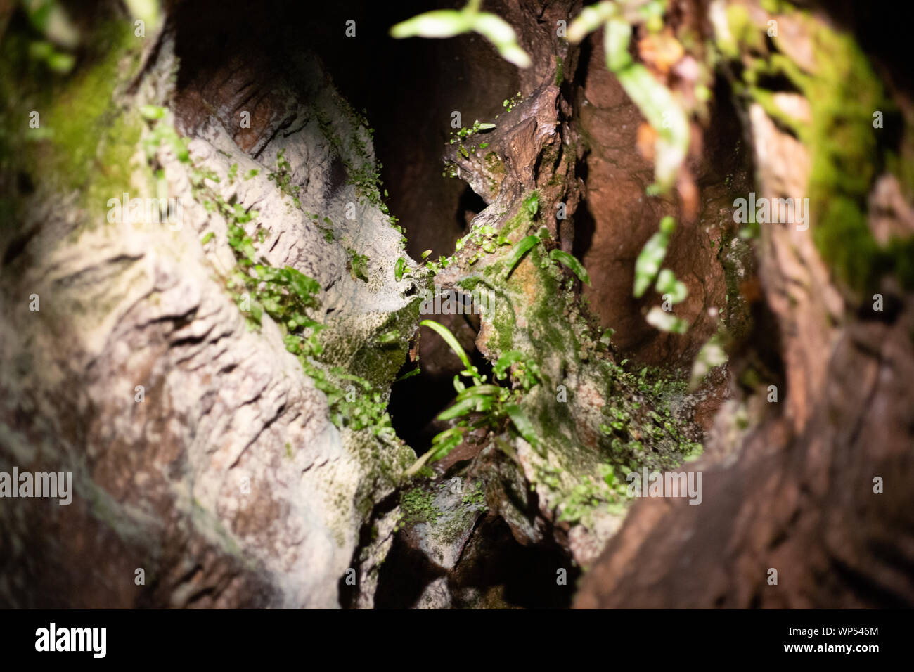 Algunos verde de la vegetación que crece en un pequeño espacio entre las cámaras en Wookey Hole Caves Foto de stock