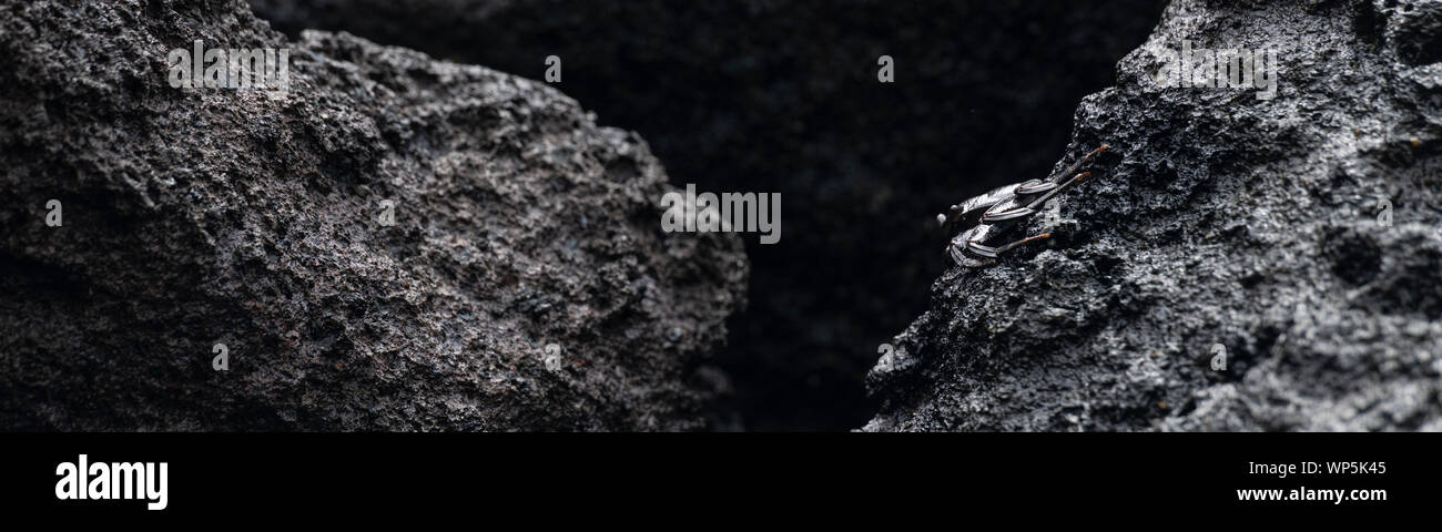 Resumen panorama de la roca de mármol (cangrejo Pachygrapsus marmoratus) sobre la lava negra de la costa de basalto formaciones rocosas en el litoral oriental de San Migue Foto de stock