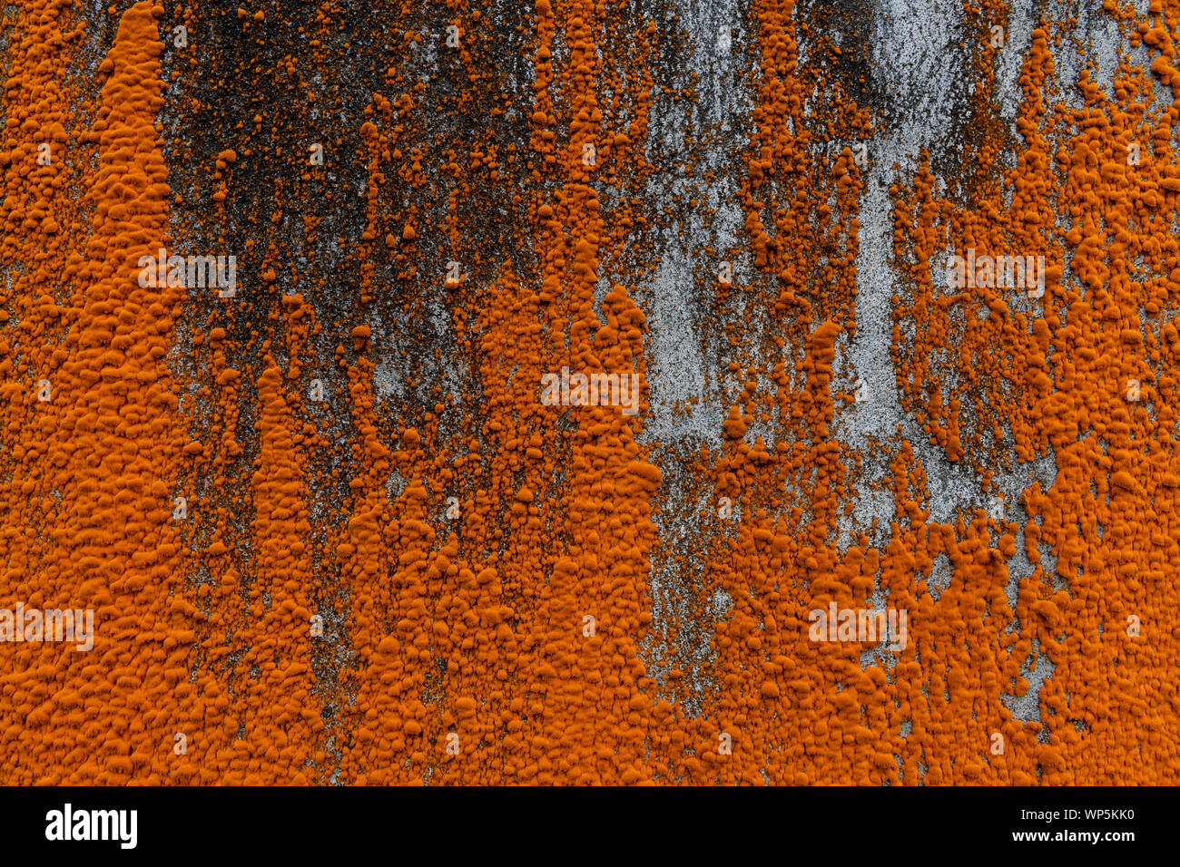 Color naranja (liquen xanthoria) enredando sobrecrecimiento ruinas y edificios abandonados en la isla de San Miguel Foto de stock